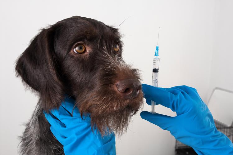 狗狗怀孕可以打疫苗吗?