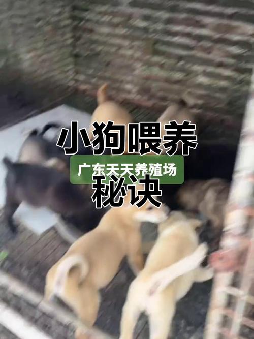 用猪饲料养狗会怎么样吗