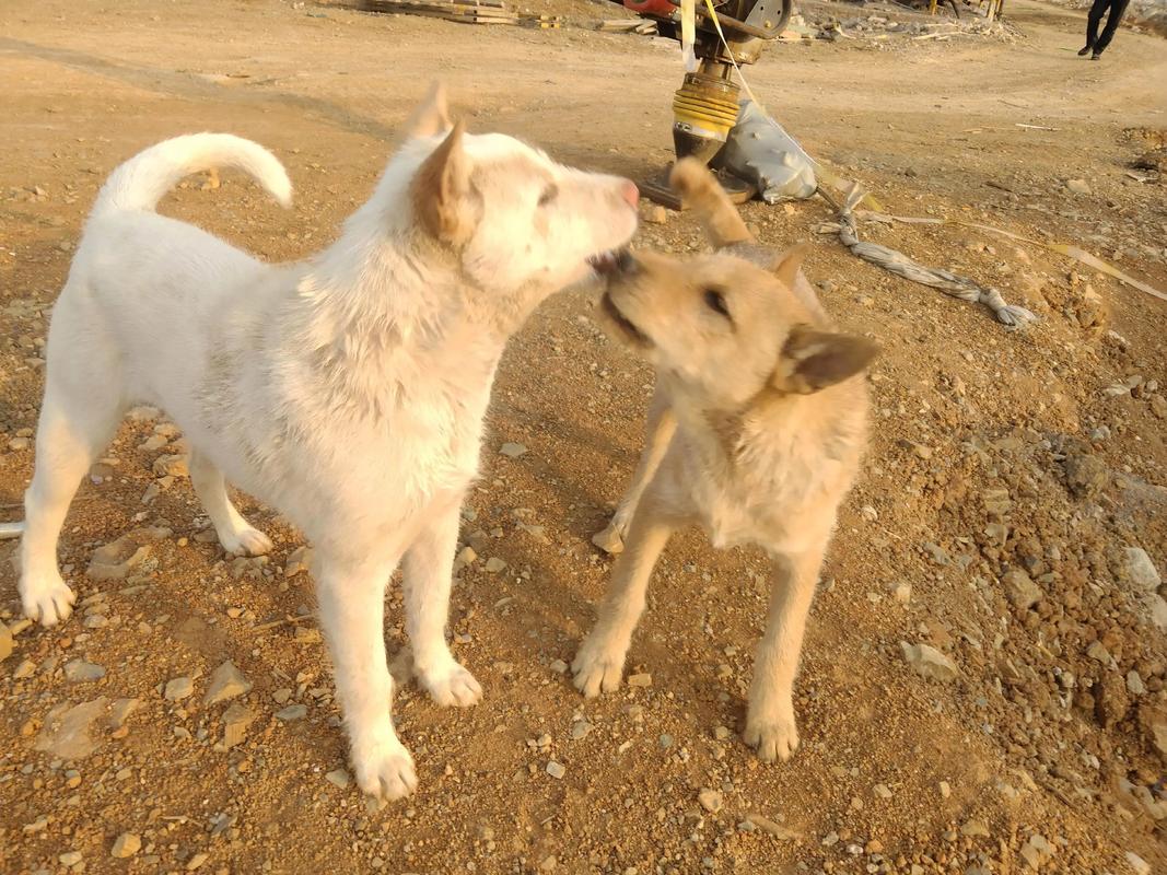 土狗吃猪饲料长得快吗