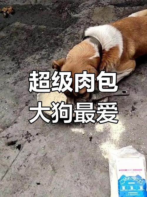 猪饲料可以喂狗吗