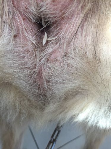 我家狗狗一睡觉就有白色小肉虫从屁屁里爬出来,请问是什么虫?