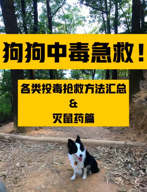 狗吃了老鼠药大概多久发作了