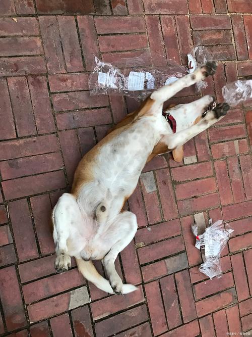 狗狗吃了老鼠药多久有反应症状