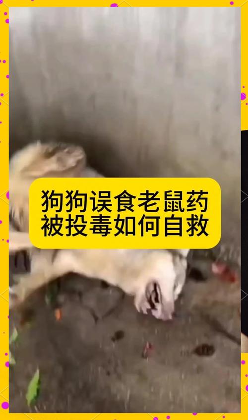 狗吃了老鼠药,会活下来吗