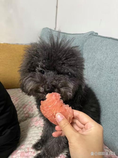 泰迪可以吃柚子吗红柚