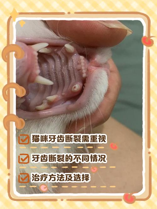猫牙齿断了一半怎么办