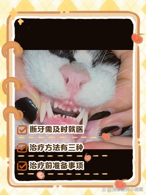 猫咪牙断了一半怎么解决哦?