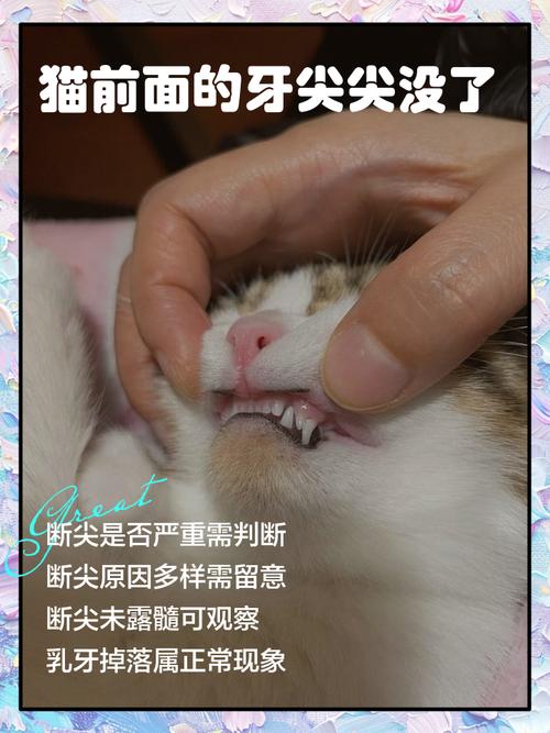 猫咪牙断了一半怎么办