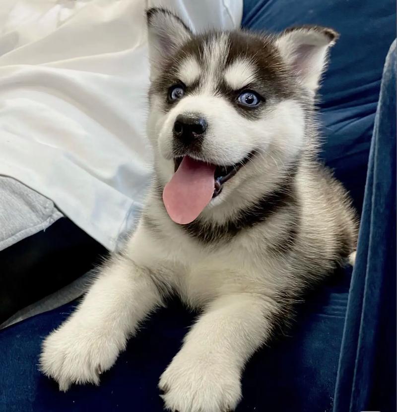 哈士奇可以吃芝麻酱吗?