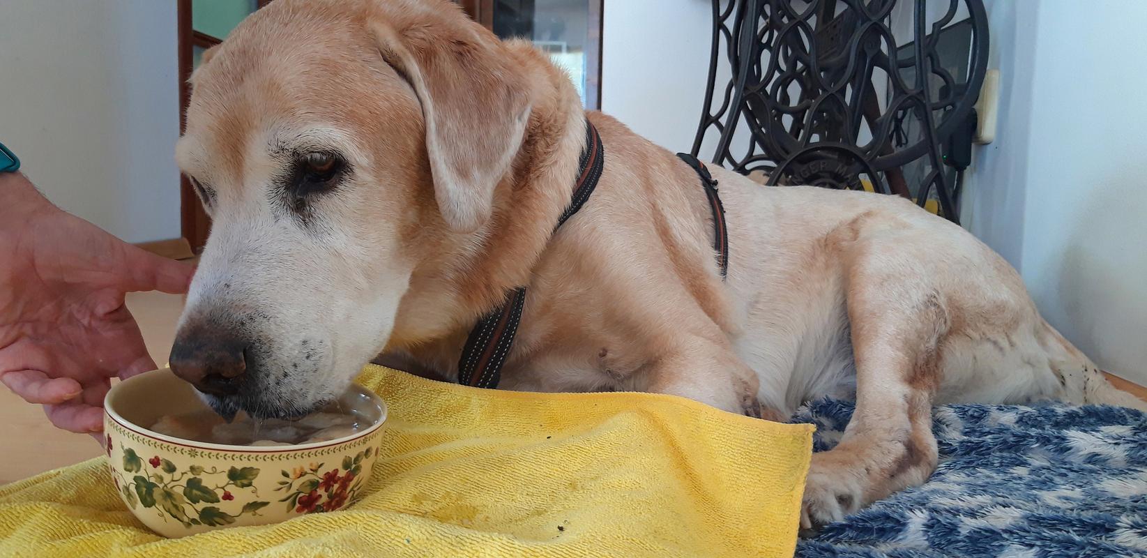 感冒了狗能吃芝麻酱吗