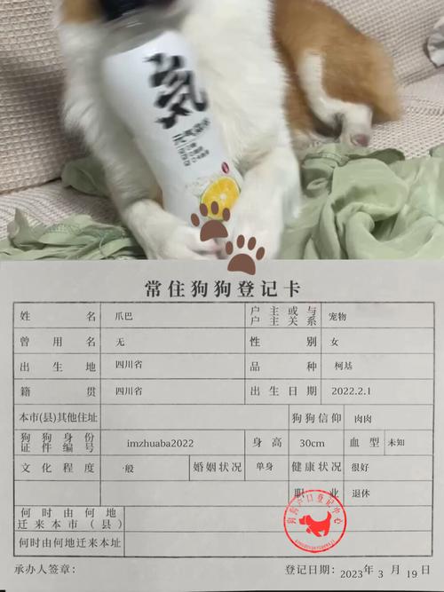 北京给狗上户口多少钱?