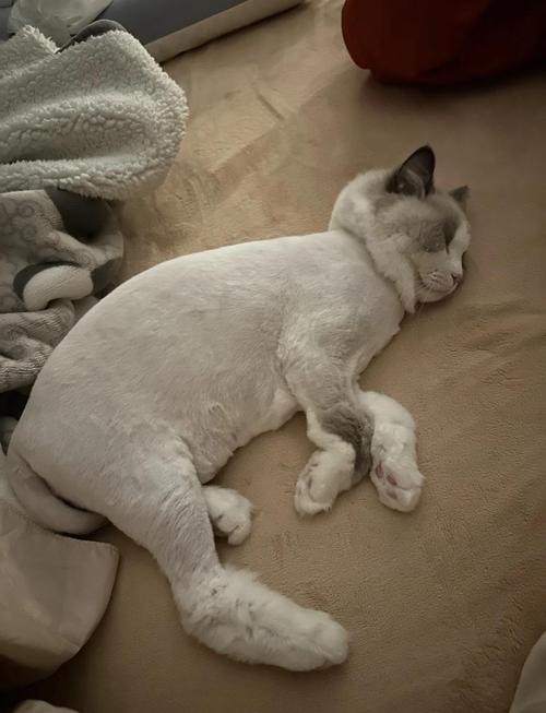 猫咪剃毛后新毛不好