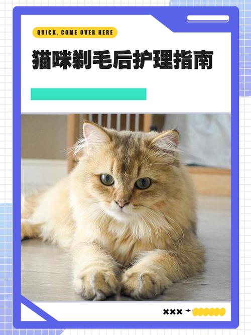 猫咪剃毛多久能长回原来的样子