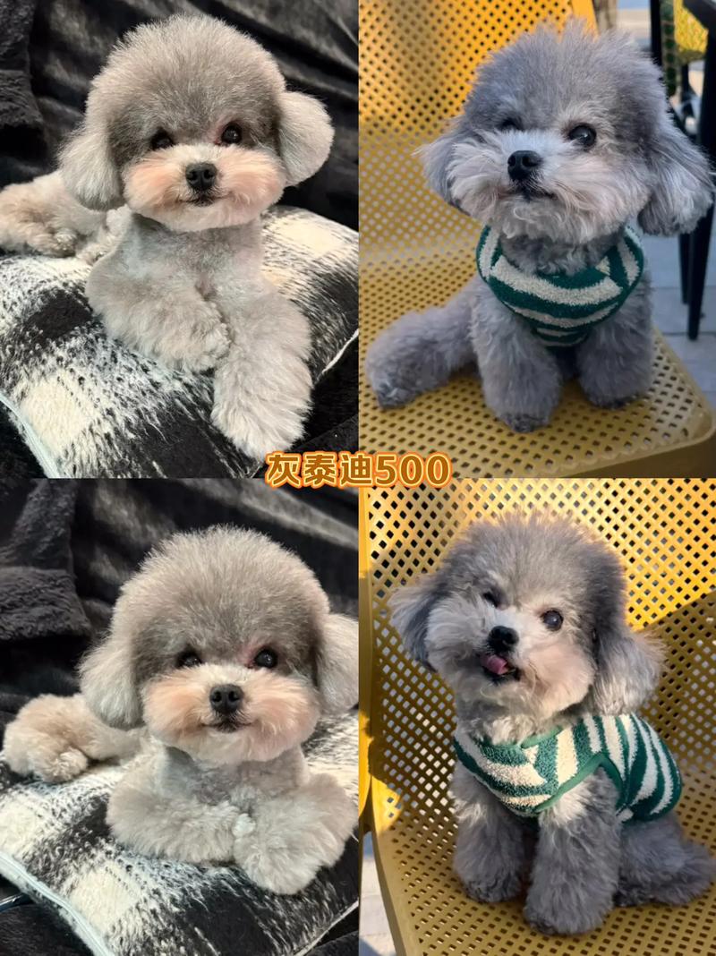 老年泰迪吃什么牌子的狗粮好