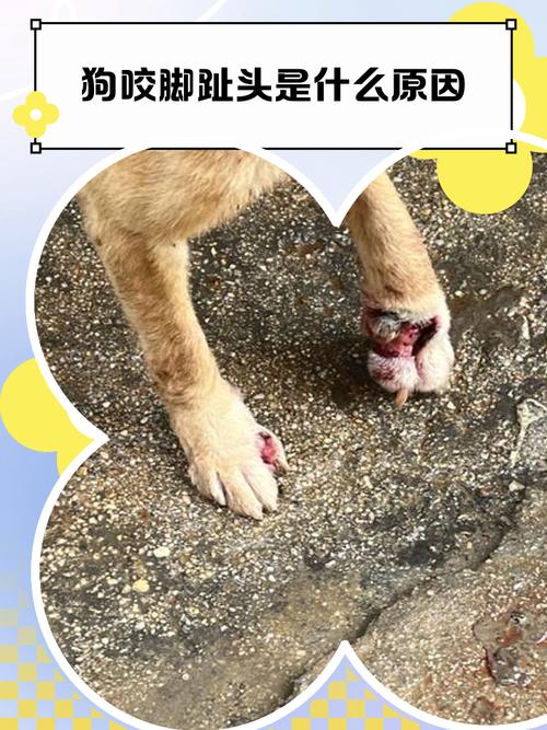 狗狗被别的狗咬伤了怎么办