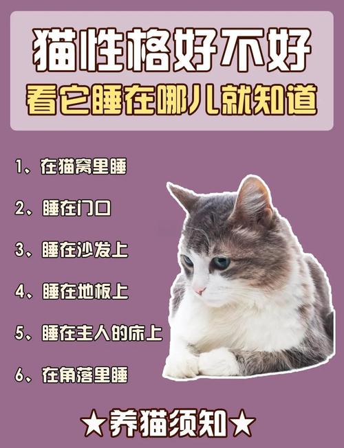 猫咪睡姿突变的背后,主子到底想表达什么?