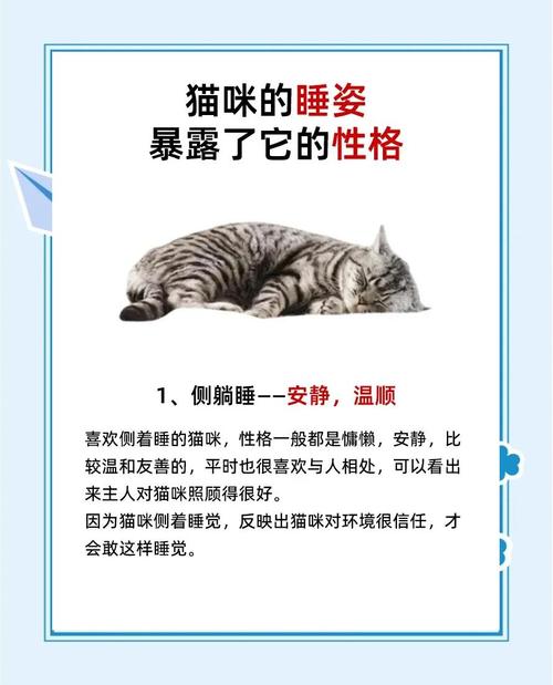 哪种睡姿代表猫咪信任你