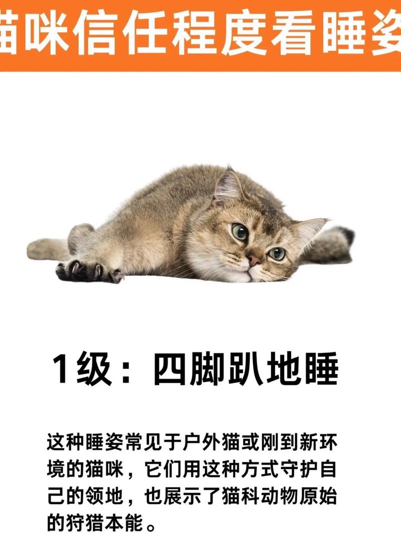猫咪睡姿暴露性格,“四仰八叉”的睡姿说明了什么?