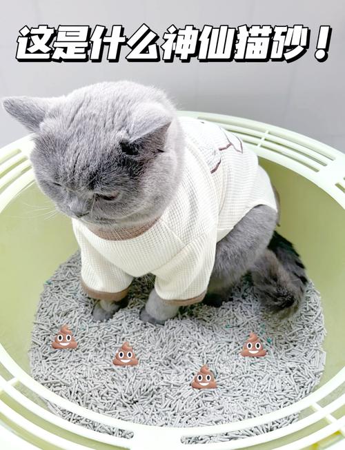 小猫没人教会用猫砂吗?
