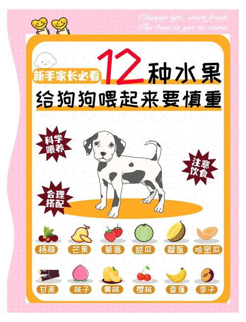 贵宾犬不能吃什么水果