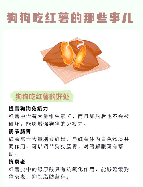 泰迪狗狗可以吃芋头吗