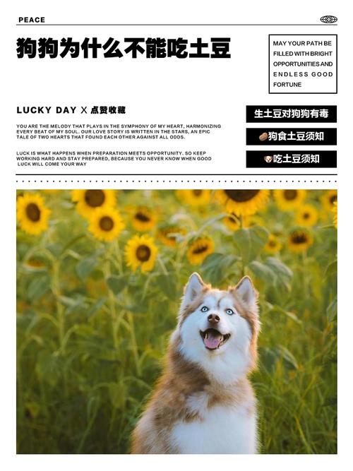 狗狗吃芋头的好处