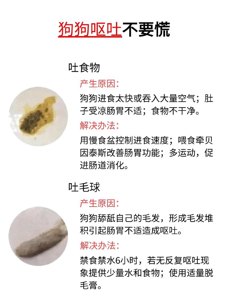 泰迪狗吃东西吐了怎么办