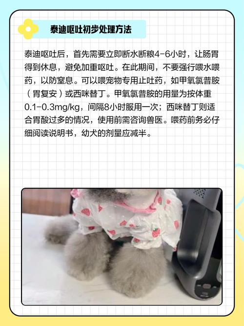 泰迪犬吃多了吐了怎么办
