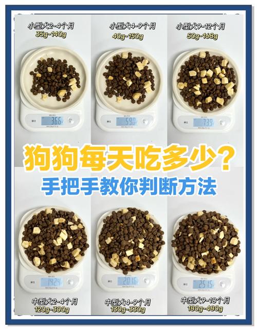 多大的狗狗才能吃自制狗粮呢