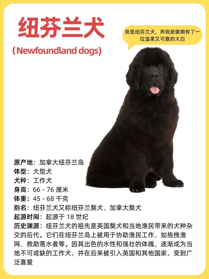 为什么不能给纽芬兰犬吃冰激凌?