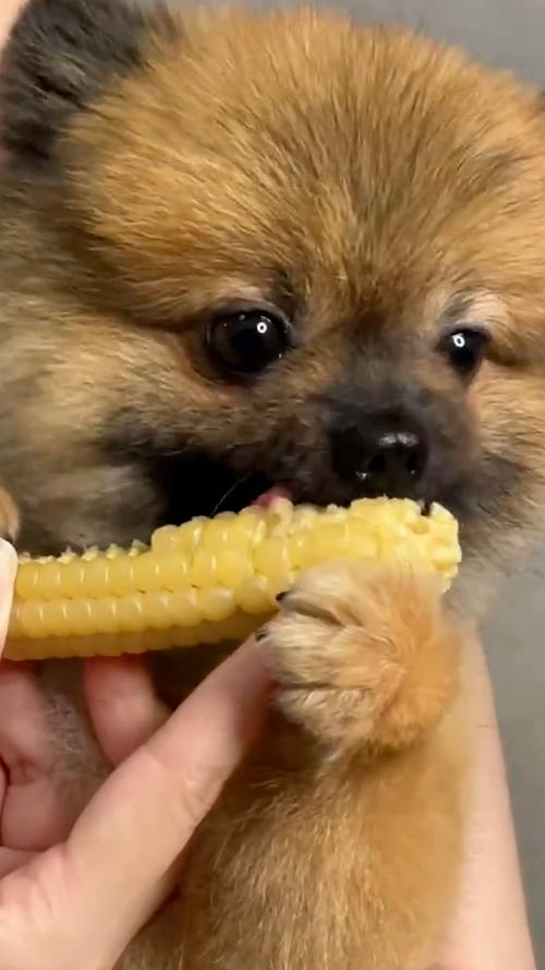 泰迪犬能吃玉米吗