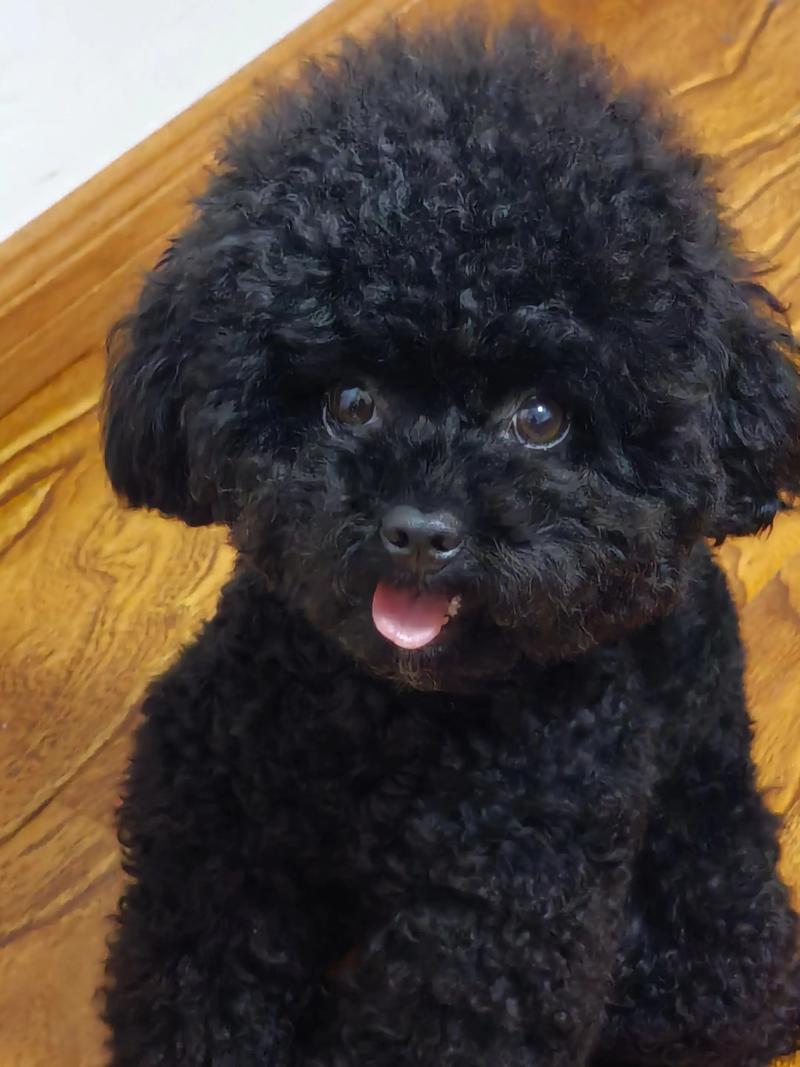 贵宾狗能吃芝麻糊么?