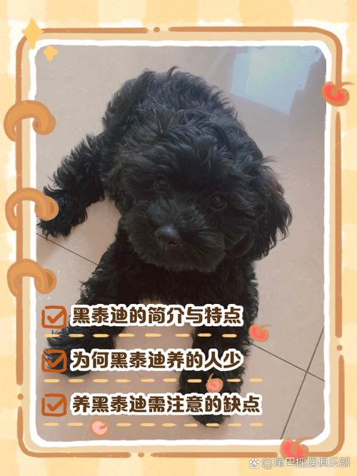 泰迪狗可以吃何首乌黑豆黑米芝麻糊吗?