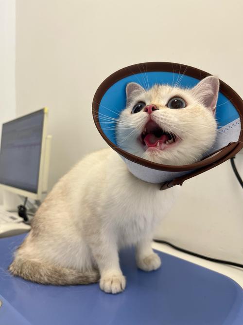 母猫不绝育不配可以吗