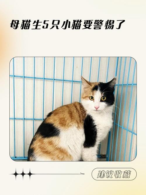 蓝猫公一定要做绝育手术吗?不做会怎么样?