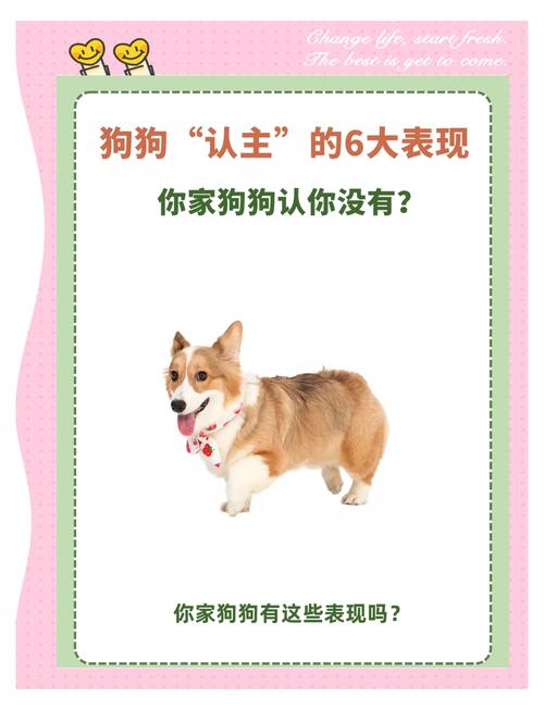 6个月大狗狗认主人吗