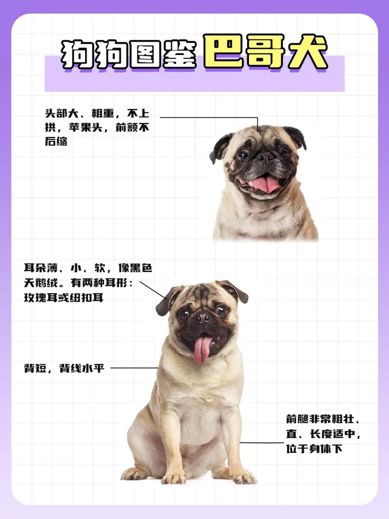 如何判断巴哥犬已经认主人了