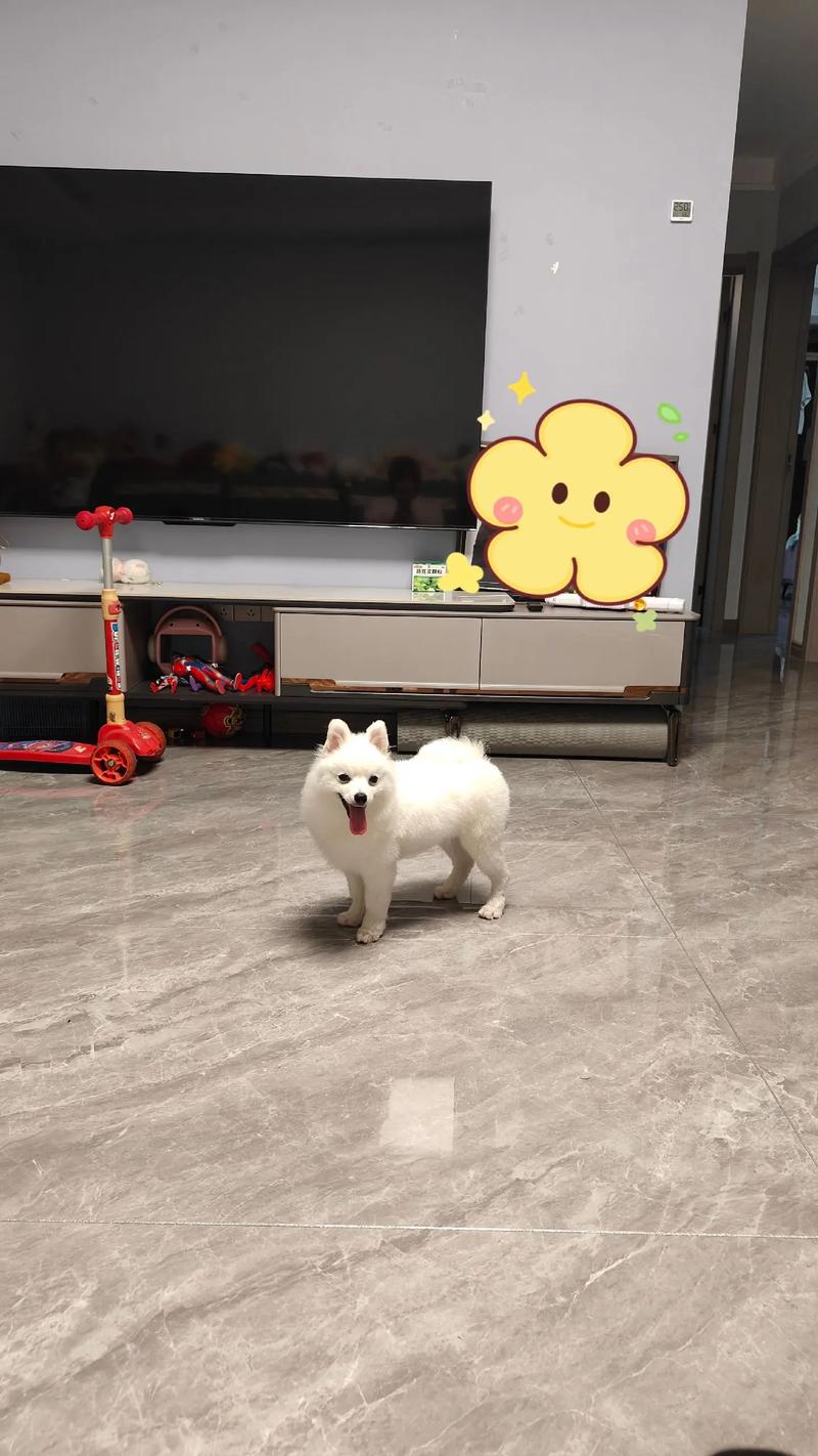 狗狗认你做主人有什么表现