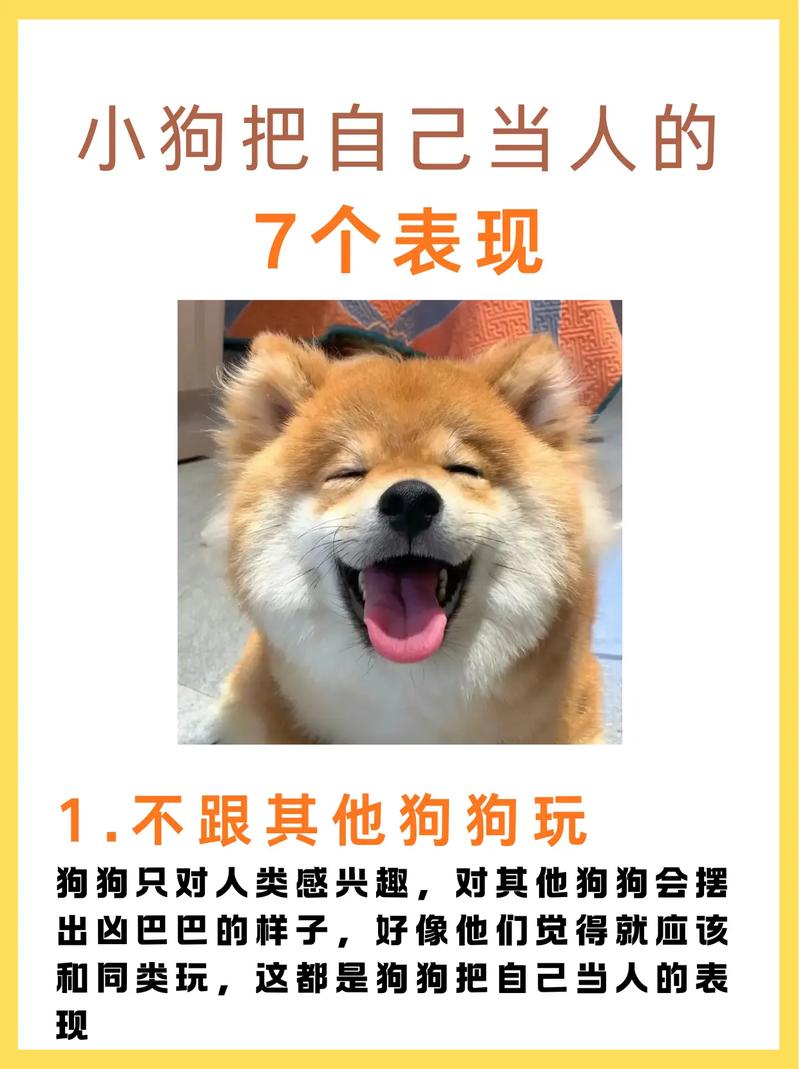 家里狗狗有这6种个人行为,表明在它心里,你早已是它的主人家了