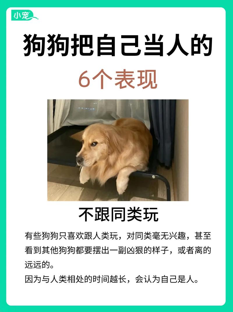 怎么判断狗狗把你当主人了呢