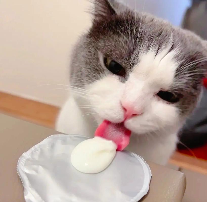 三个月猫可以喝酸奶吗