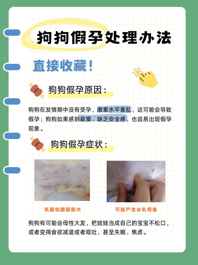 看水门判断狗狗是否怀孕
