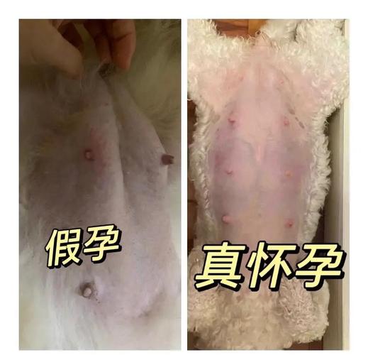 20天怎么判断狗狗怀孕