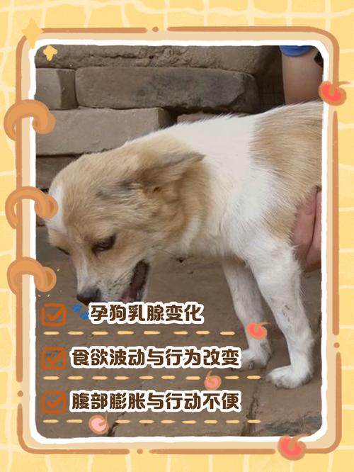 狗怀孕多少天能看出来