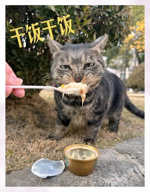 猫咪可以天天吃罐头吗