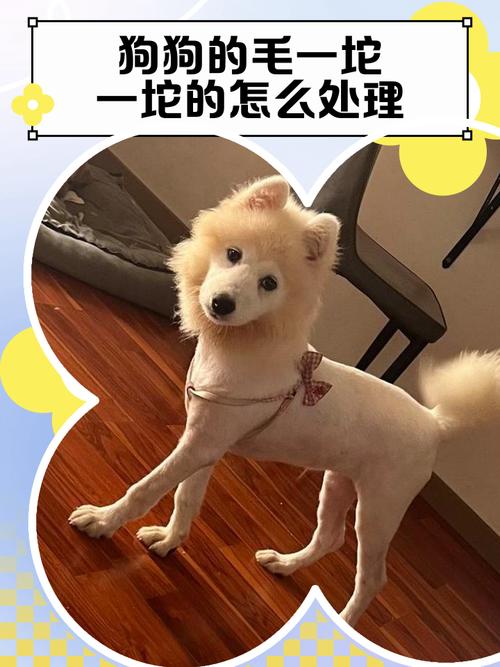 狗狗身上毛打结怎么办