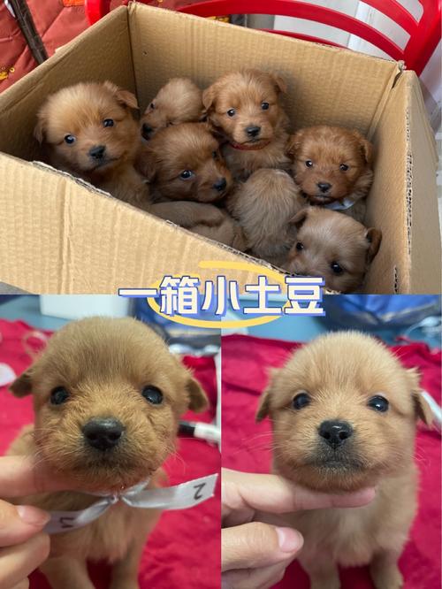 狗吃了生土豆多久中毒