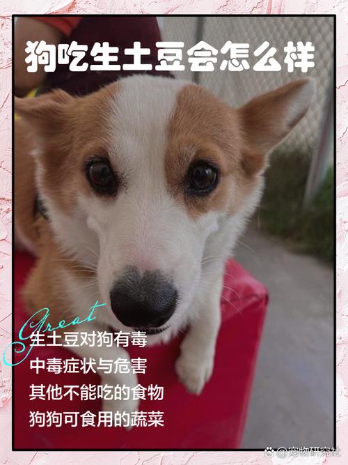 狗狗爱吃生土豆有什么坏处吗