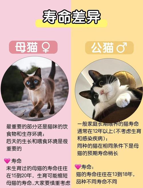 猫会认家人吗?