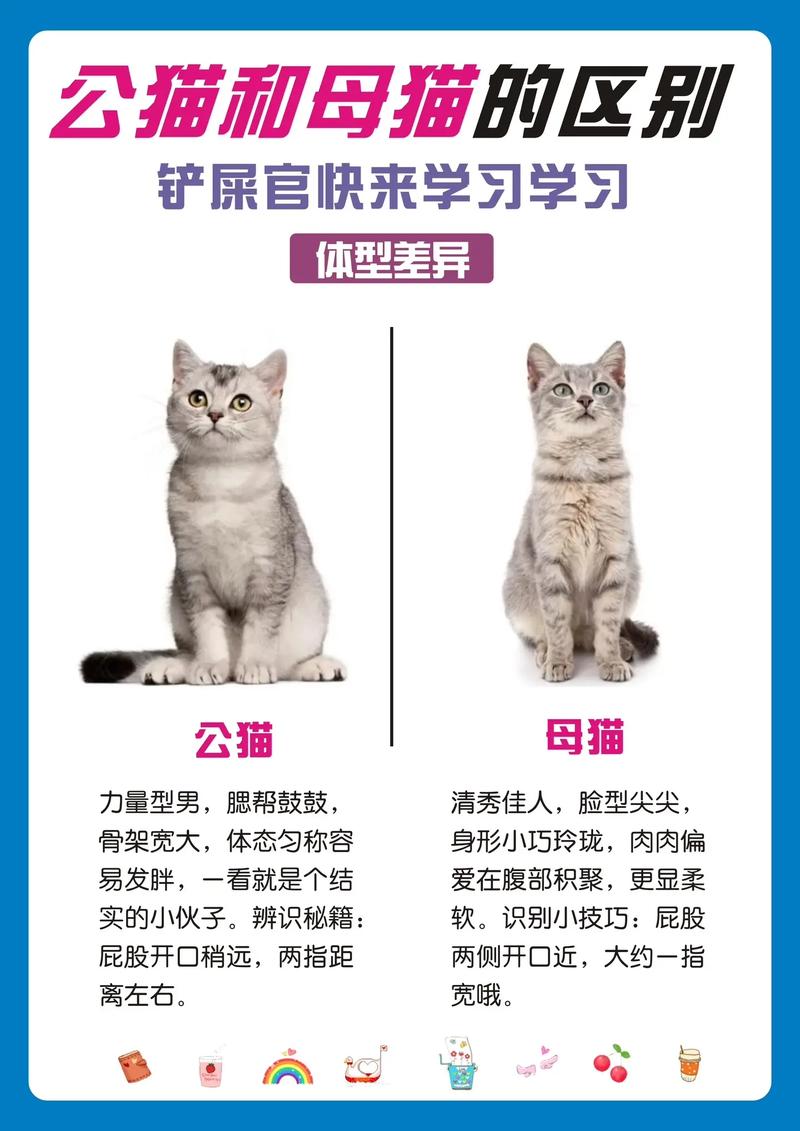 猫送人了还记得认主人吗